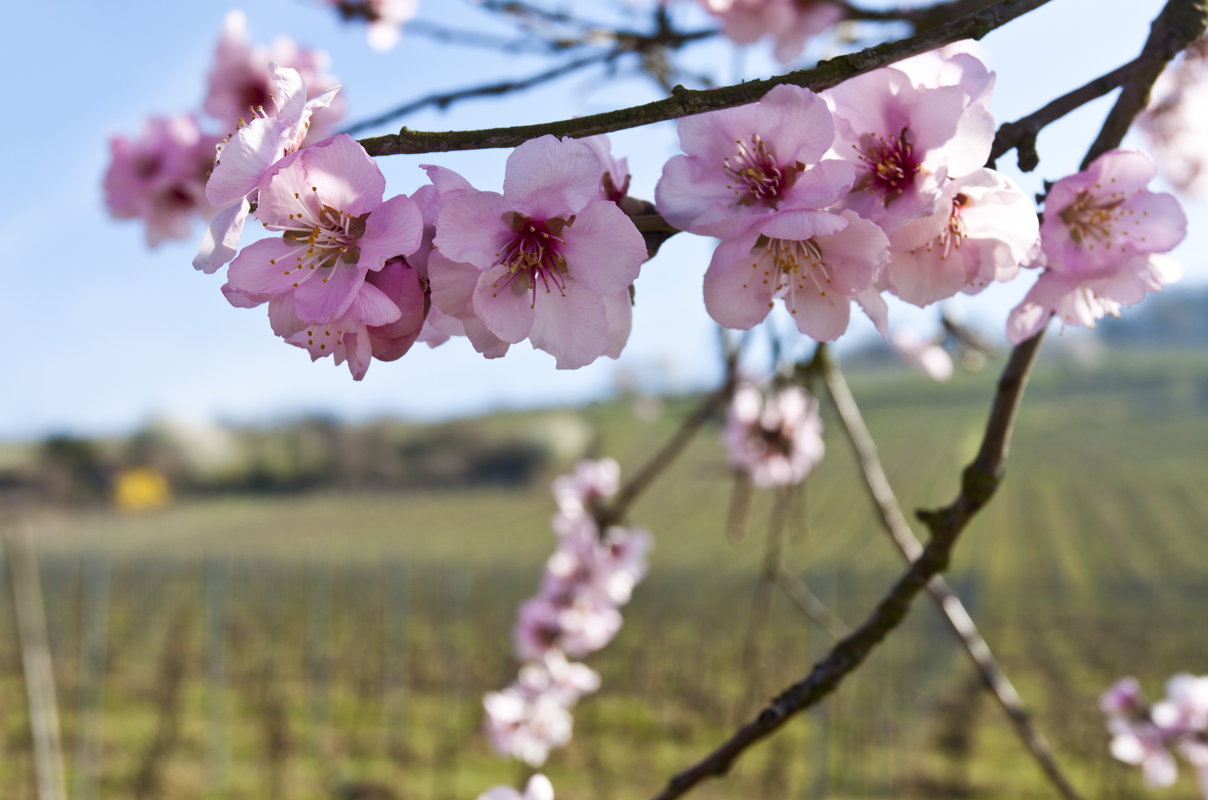 Frühling