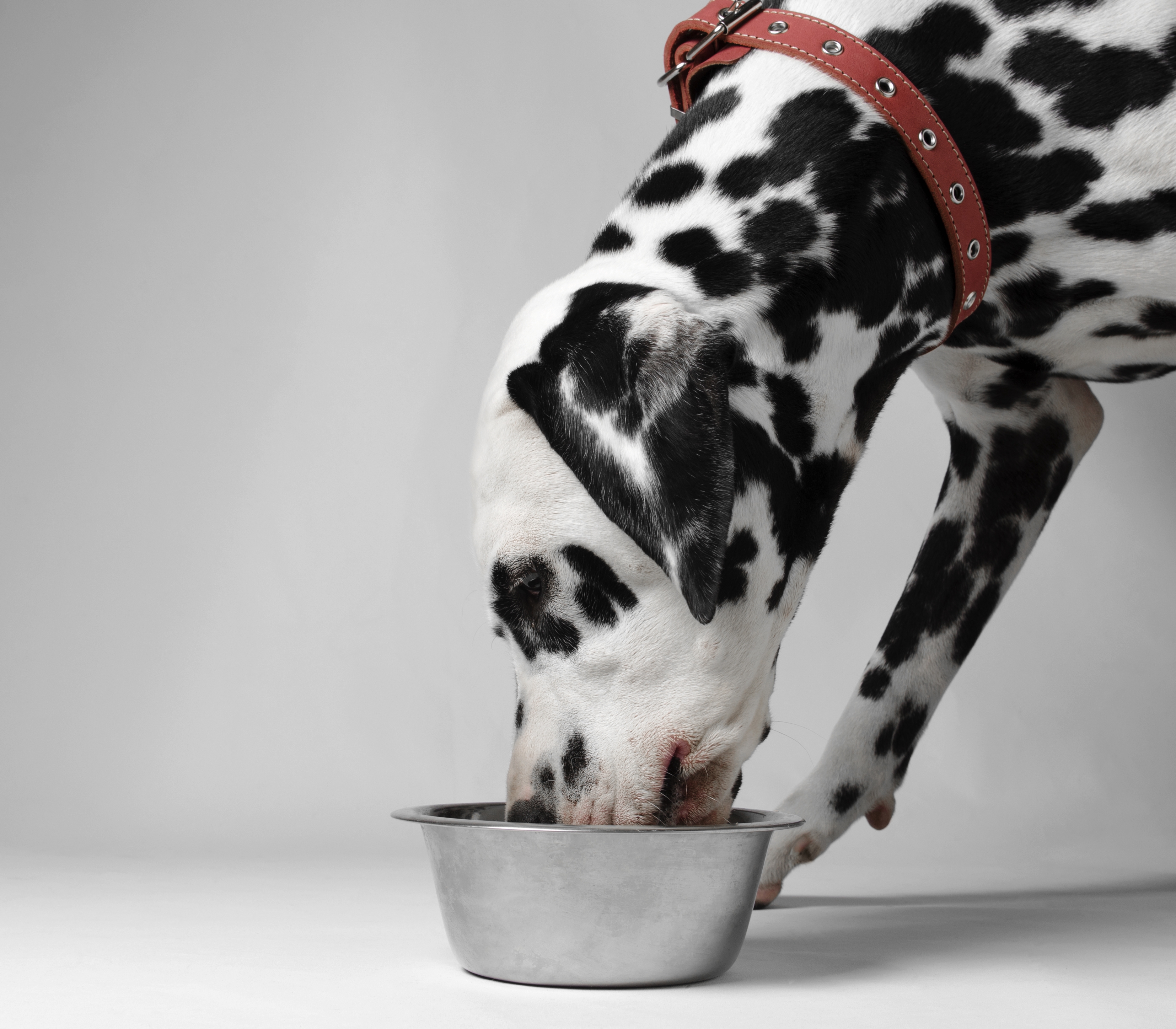 Dalmatian dog eating dry food from a bowl