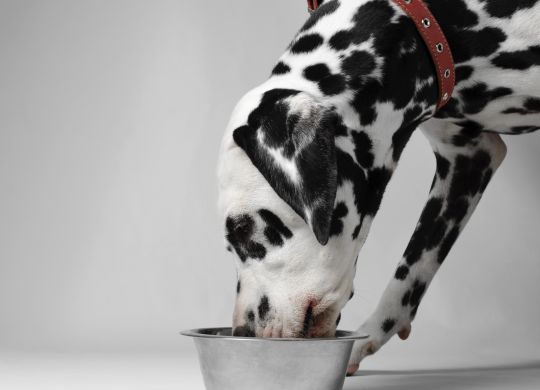 Dalmatian dog eating dry food from a bowl