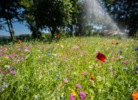 Marco Schilling 02.07.2015 WNB Hemsbach / Blumenwiese am Wiesensee / Feature Featurebild Schmuckbild Symbolbild Sommer Wiese Blumen Wasser Wassersprenger Sprenger nass Erfrischung giessen gießen