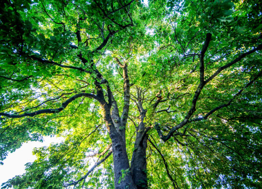 LeuBaum002_15_08_2015.jpg
Bild: Hofmann . WNB . 15_08_2015 . 15.08.2015 . 
Leutershausen / Hirschberg . 
Feature / Symbolbild / Symbolfoto / Schmuckbild . 
Baum , Wald , Laub , Natur , Naturpark