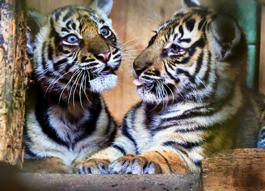 Tiger-ZooHD-2021_05_28-64B00587_kl