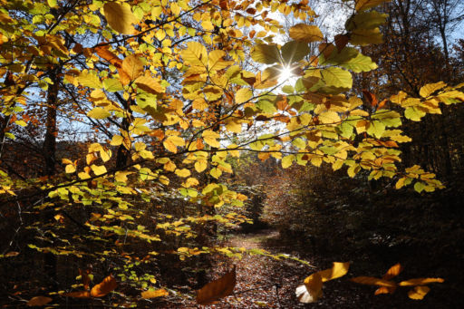 Weinheim-Herbst-Bäume