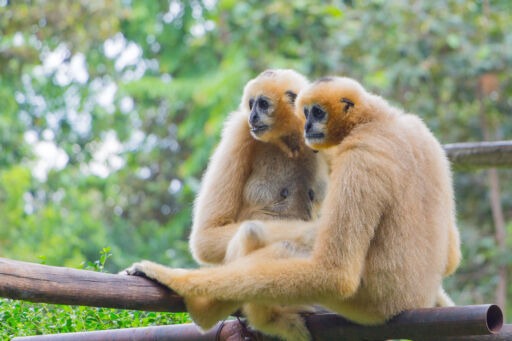 ein bild von 2 Gibbon äffen