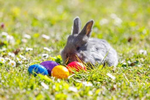 Kaninchen mit Ostereiern