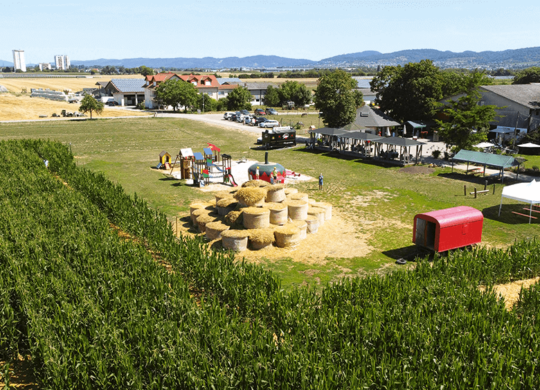 maislabyrinth